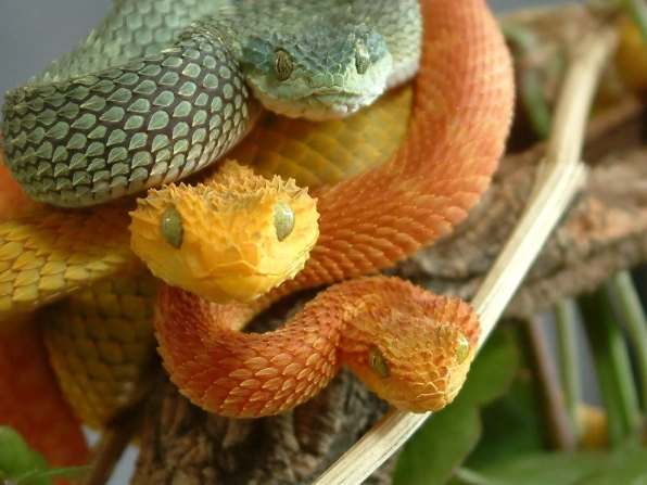 are bush vipers venomous