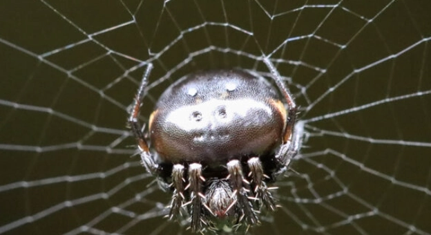 Happy Face Spider Hawaii Happy Face Spider Hawaii