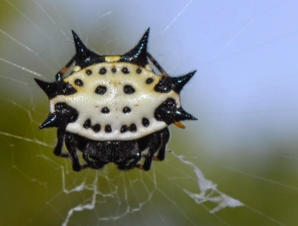 Black Spider with Smiley Face Black Spider with Smiley Face