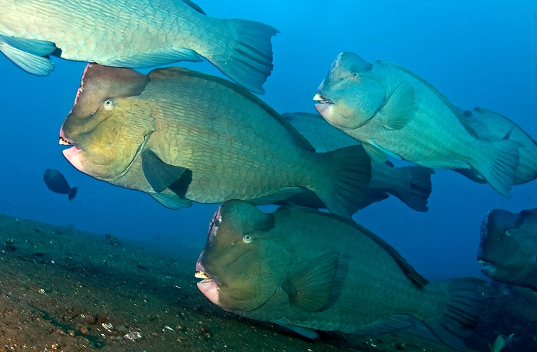 Humphead wrasse care