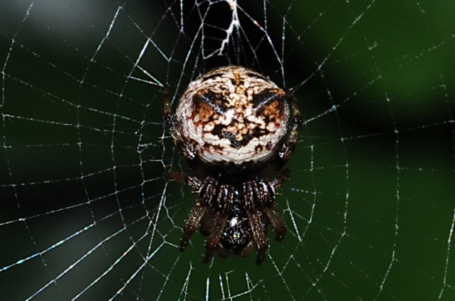 Happy Face Spider Hawaii Happy Face Spider Hawaii