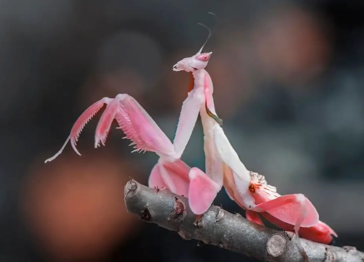Orchid mantis pet