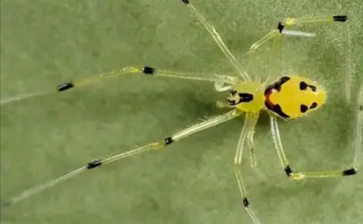 smiley face spider real smiley face spider real
