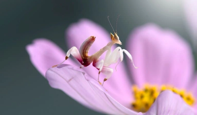 Keeping orchid mantis