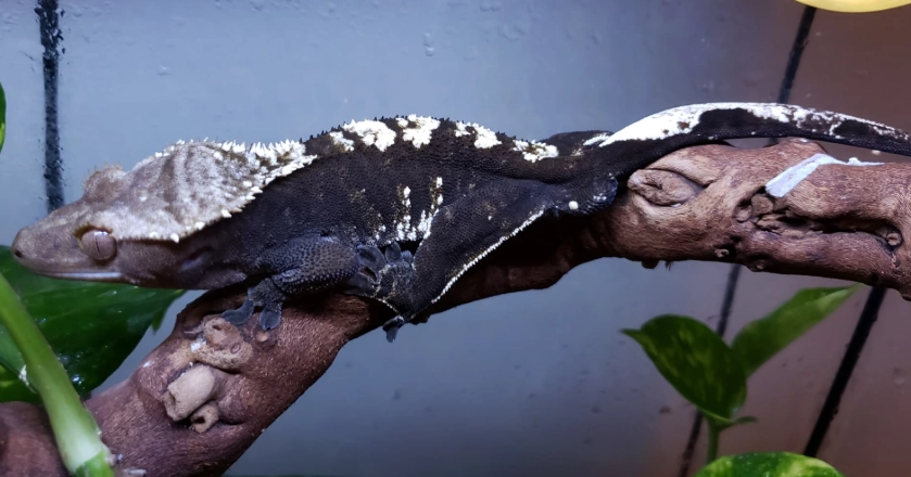 Axanthic crested gecko care Axanthic crested gecko care