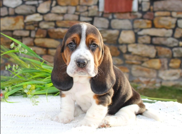 basset hound mix breeds