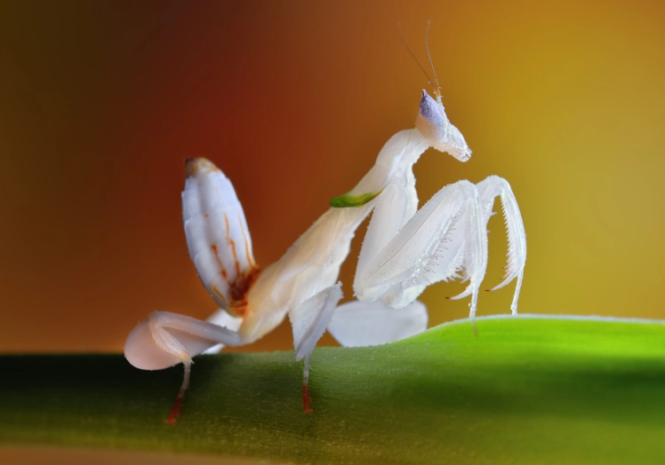 Orchid mantis care