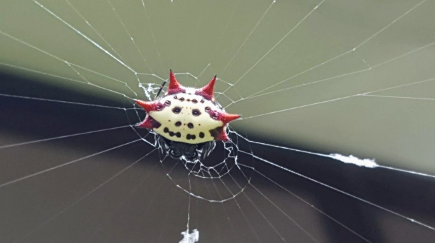 Smiley Face Spider Black Smiley Face Spider Black