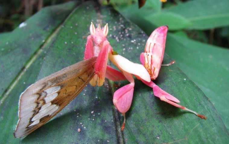 Orchid mantis care