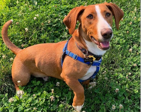 basset hound mixed with