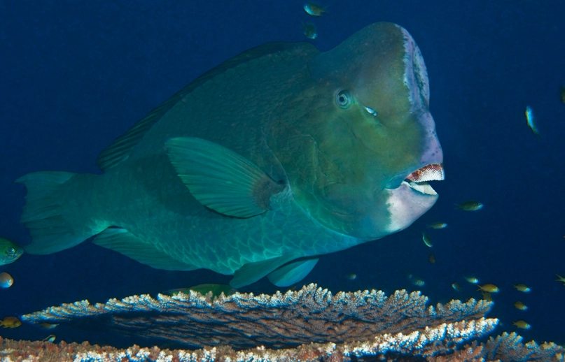 Green Humphead Parrotfish lifespan Green Humphead Parrotfish lifespan