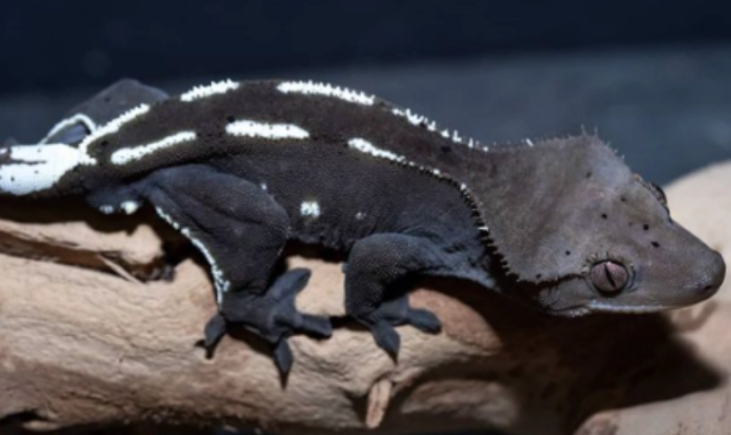 Crested gecko morphs Crested gecko morphs