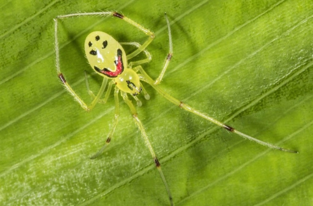 Hawaiian happy face spider Hawaiian happy face spider