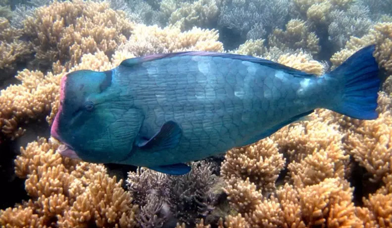 Parrotfish longevity Parrotfish longevity