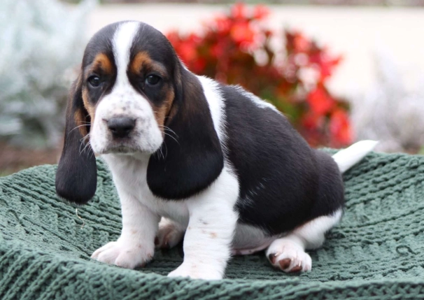 adopting a Basset mix