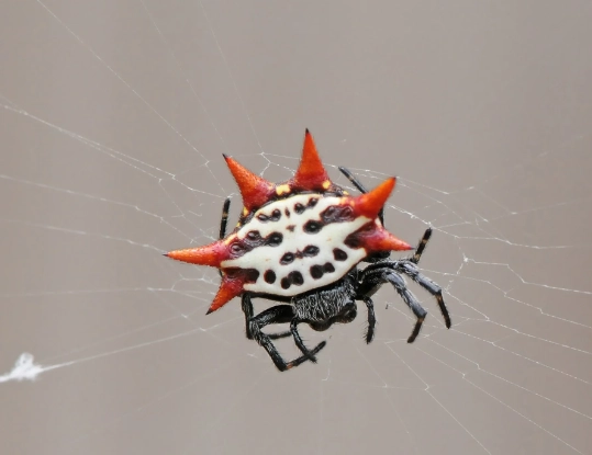 Theridion grallator Theridion grallator