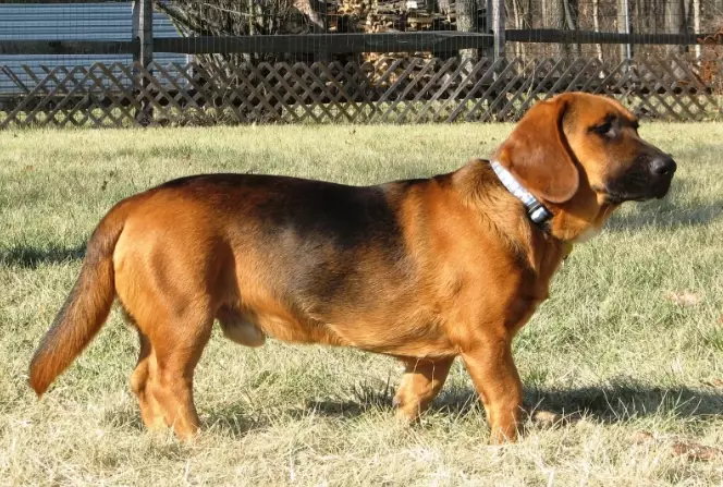 basset hound mixed with