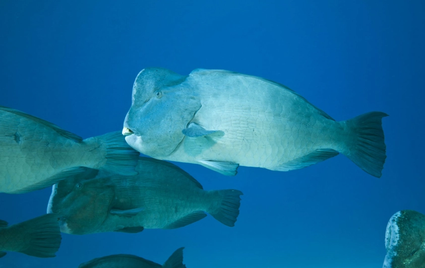 Giant bumphead fish facts
