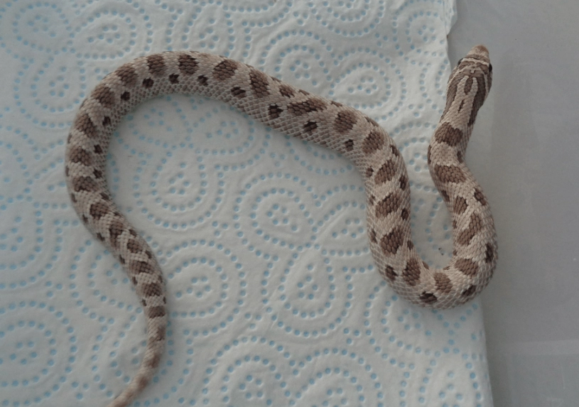 Axanthic Hognose for sale Axanthic Hognose for sale