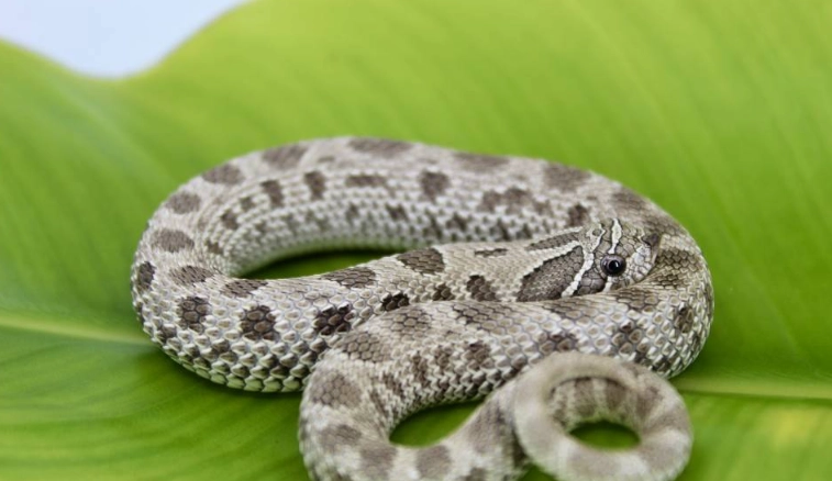 Hognose snake care Hognose snake care