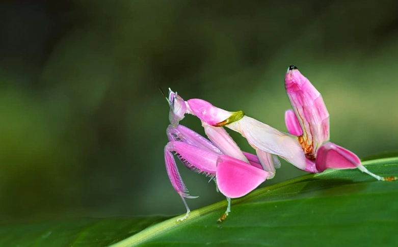 Orchid mantis pet