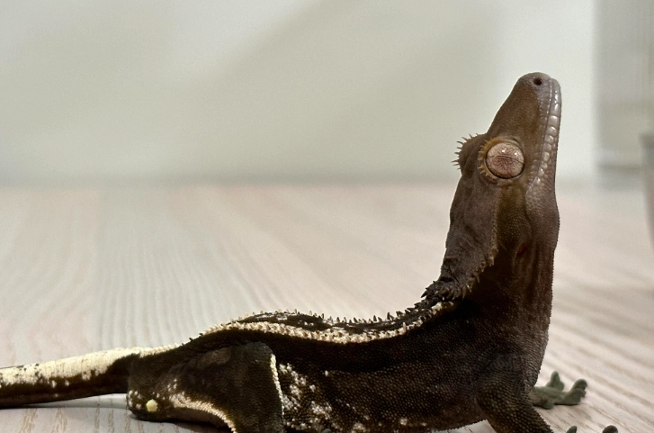 Axanthic crested gecko for sale Axanthic crested gecko for sale