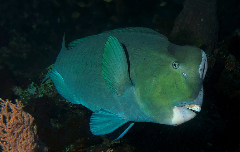 Bolbometopon muricatum life expectancy Bolbometopon muricatum life expectancy