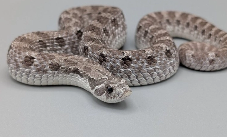 Hognose snake care Hognose snake care