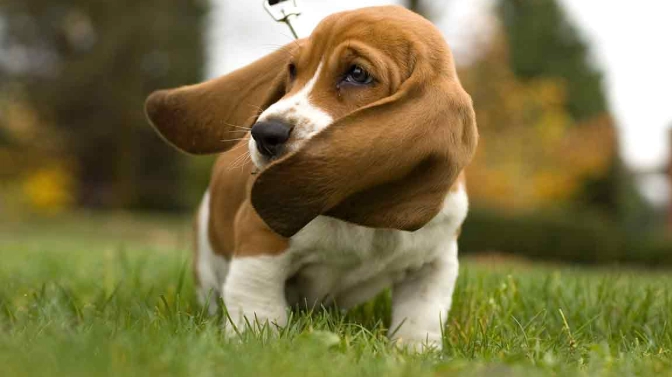 Basset hound mix breeds