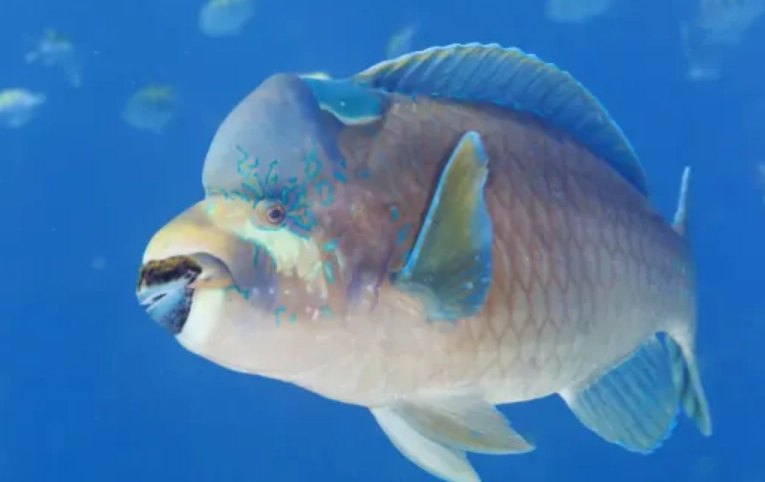 Humphead wrasse care
