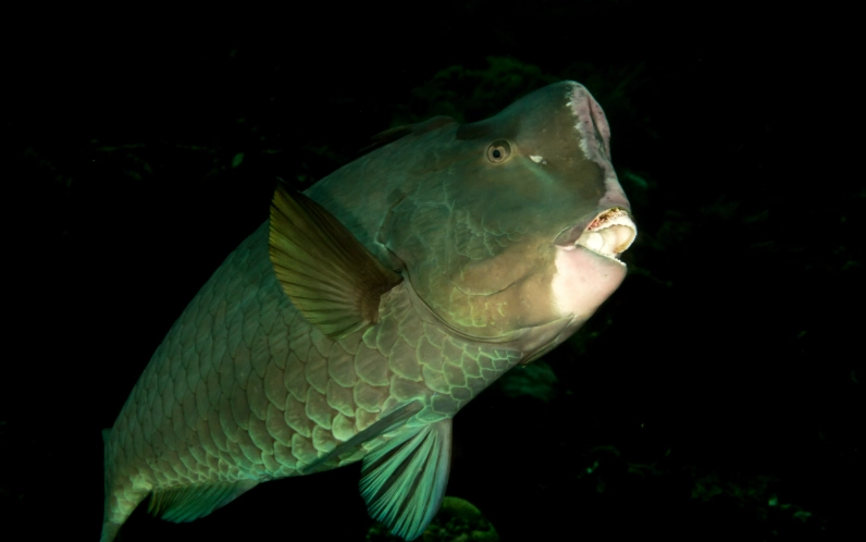 Green Humphead Parrotfish lifespan Green Humphead Parrotfish lifespan