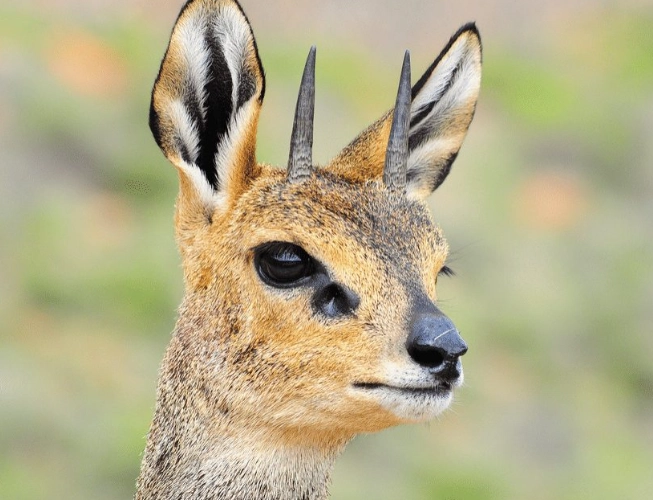 Klipspringer adaptations