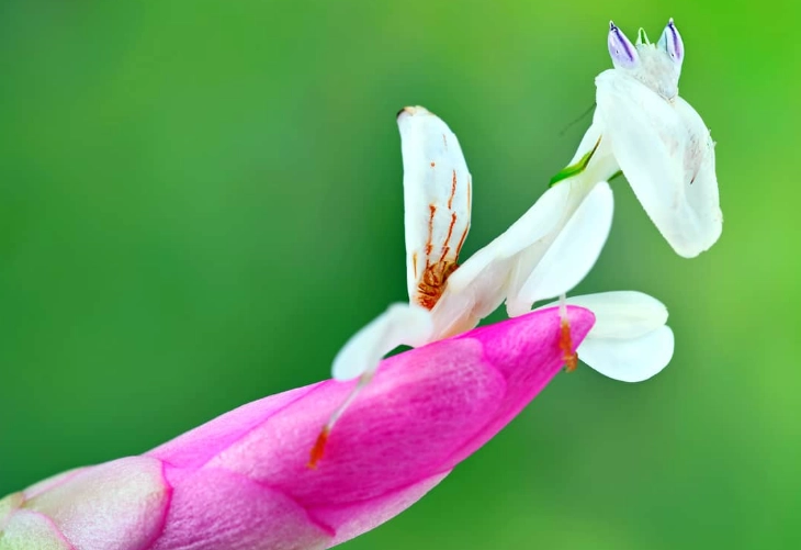 Hymenopus coronatus care Hymenopus coronatus care