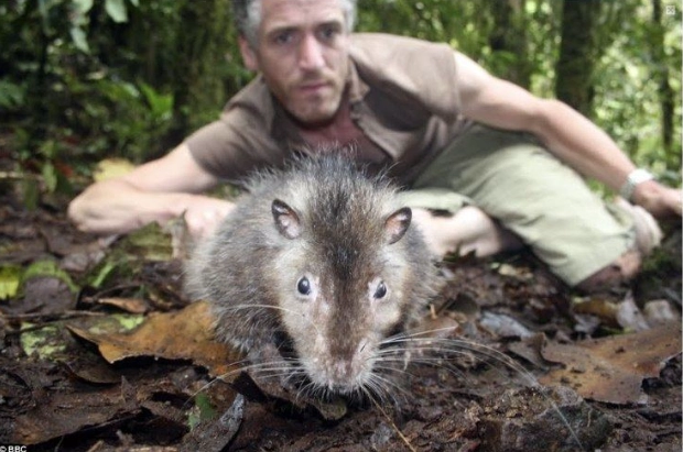 Bosavi woolly rat size