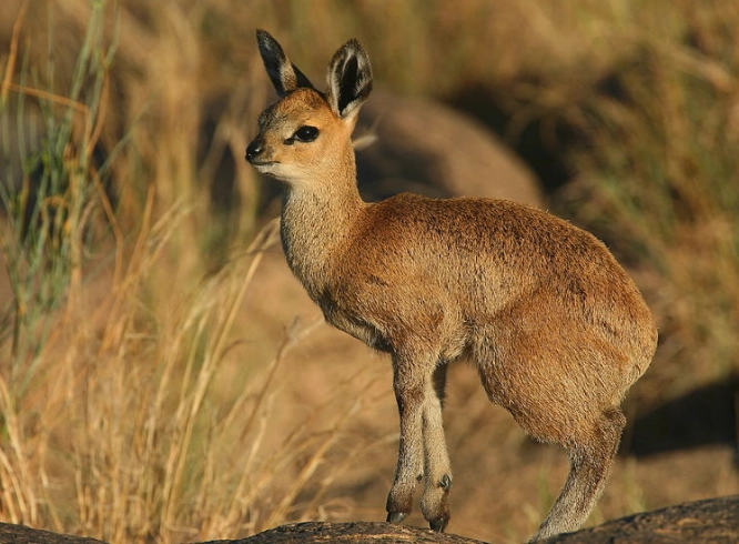 Klipspringer vision