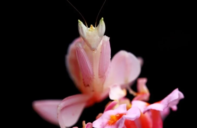 Hymenopus coronatus care Hymenopus coronatus care