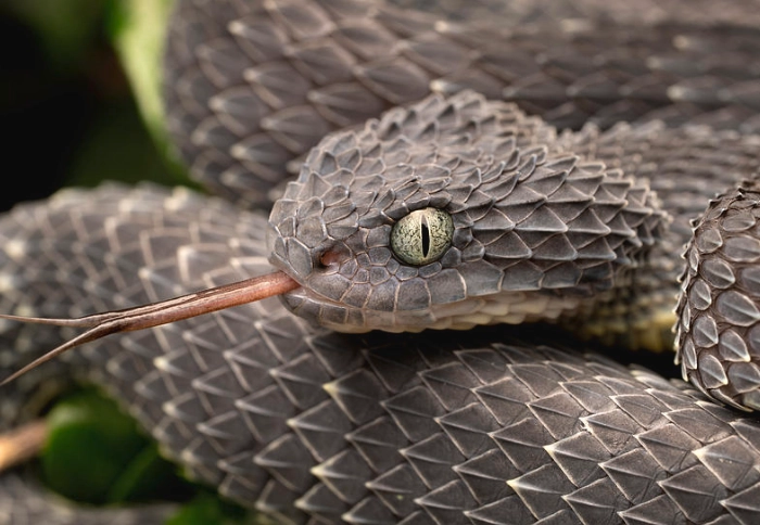 are bush vipers dangerous