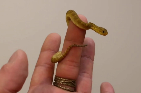 spiny bush viper bite spiny bush viper bite