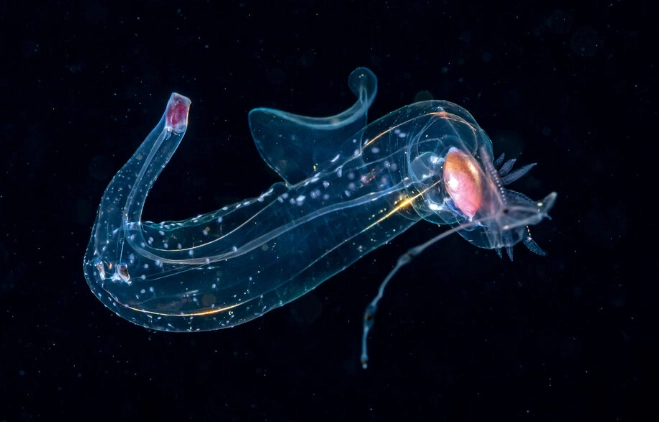 sea elephant marine snail sea elephant marine snail