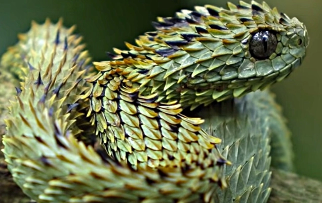 spiny bush viper venom spiny bush viper venom