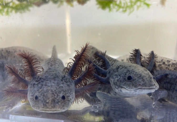 axanthic fish axanthic fish