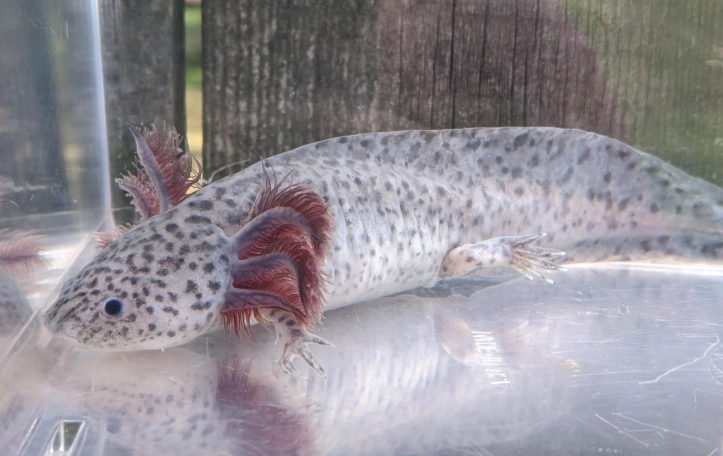 axanthic fish care axanthic fish care