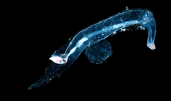 heteropod sea elephant heteropod sea elephant