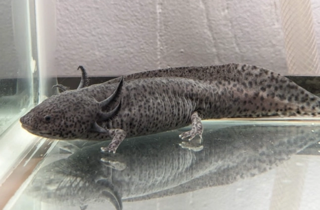 axanthic fish axanthic fish