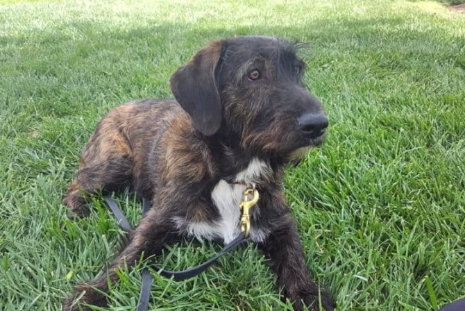 hypoallergenic basset hound mix hypoallergenic basset hound mix