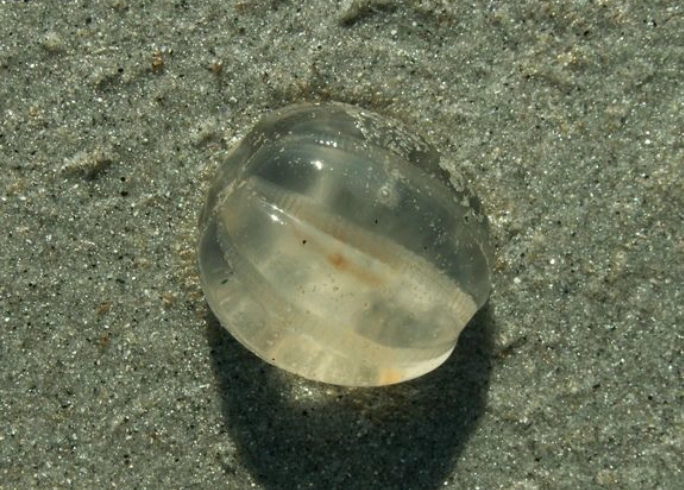 jellyfish eggs on beach