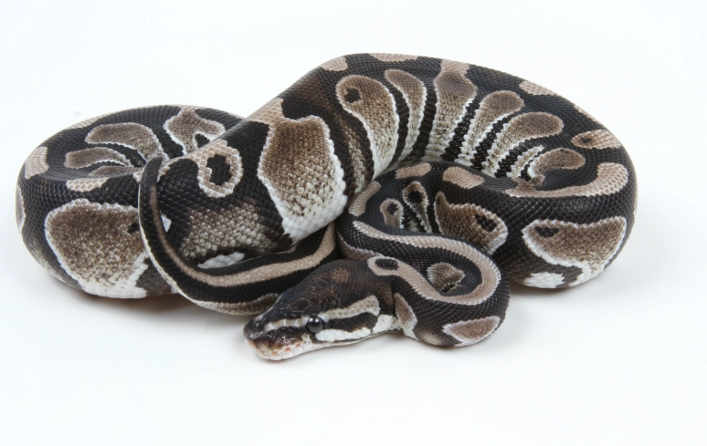 Axanthic ball python genetics