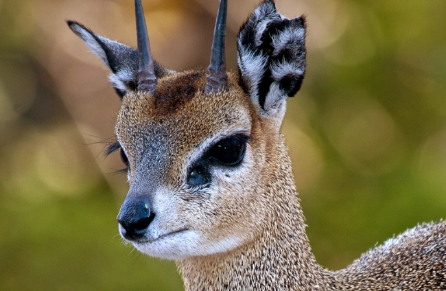 Klipspringer vision