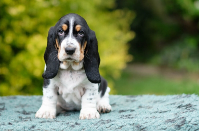 basset hound mixed breeds basset hound mixed breeds