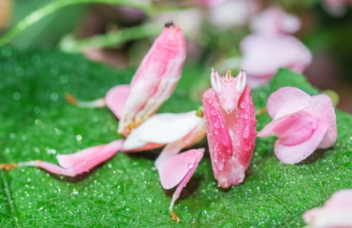 orchid mantis habitat orchid mantis habitat